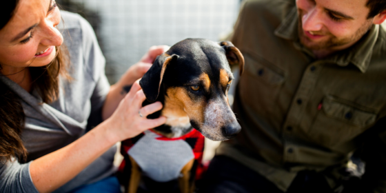 Grooming Essentials Enhance Your Dog’s Well-being