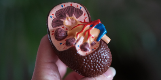 Can Drinking Alcohol Cause Kidney Problems?