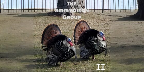 The Accidental Masterpiece: How the Jimmy Dixon Group Turned Studio Sessions Into Their Sophomore Triumph